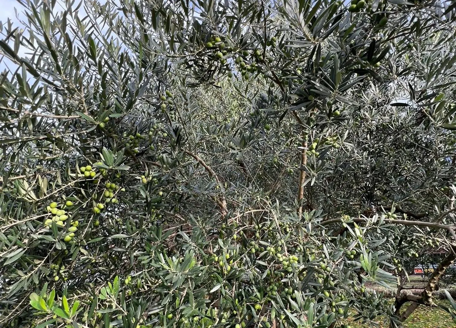 Апартаменты Il Giardino Dei Ciliegi Колико