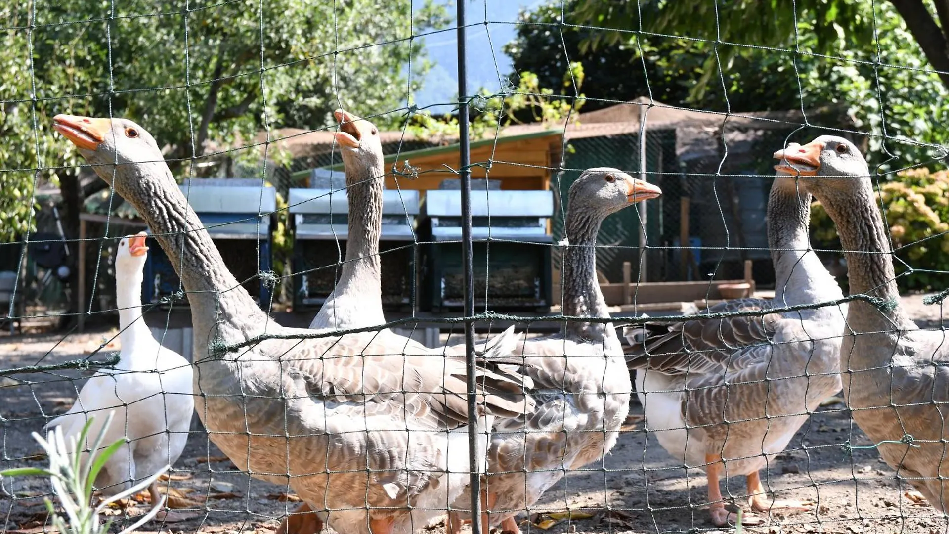 Il Giardino Dei Ciliegi Apartment Colico