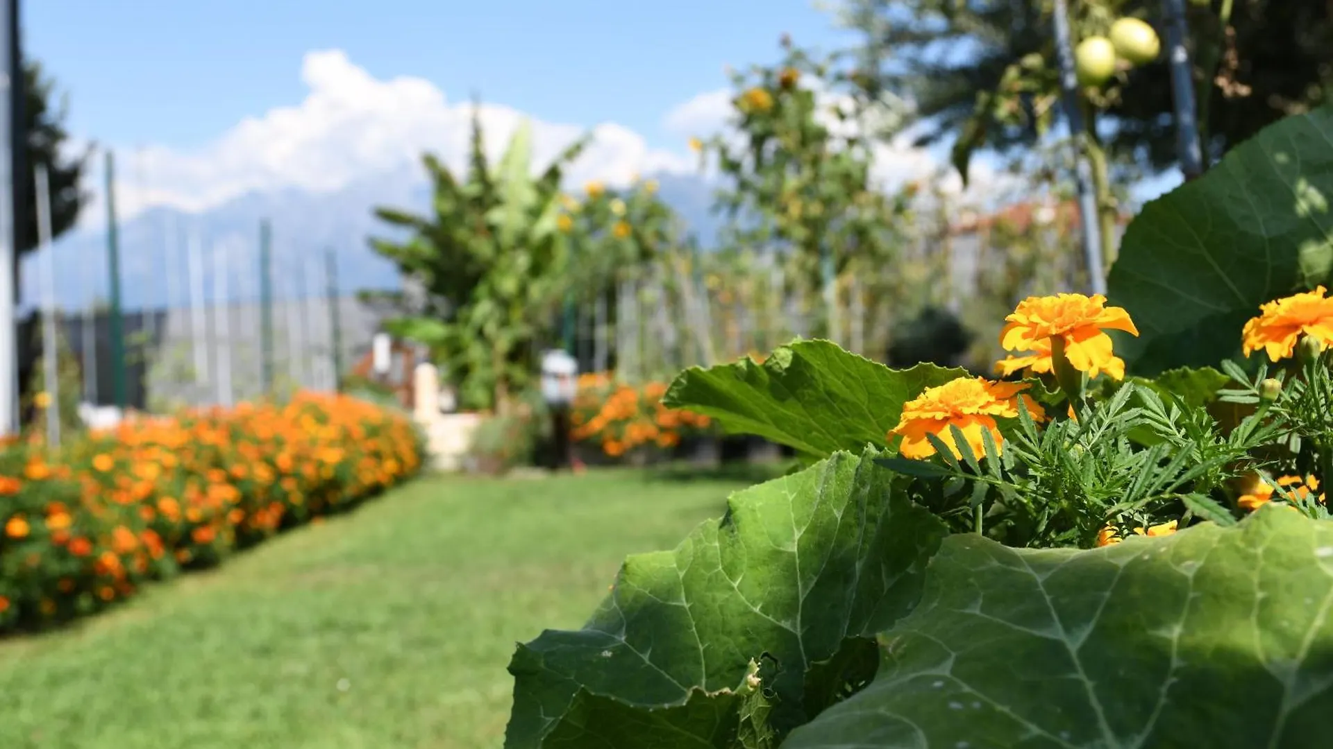 Il Giardino Dei Ciliegi Apartment Colico