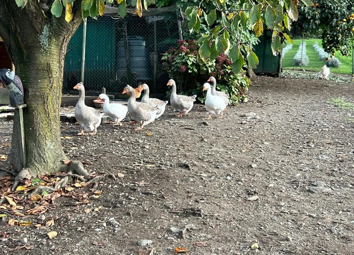 Il Giardino Dei Ciliegi Apartment Colico