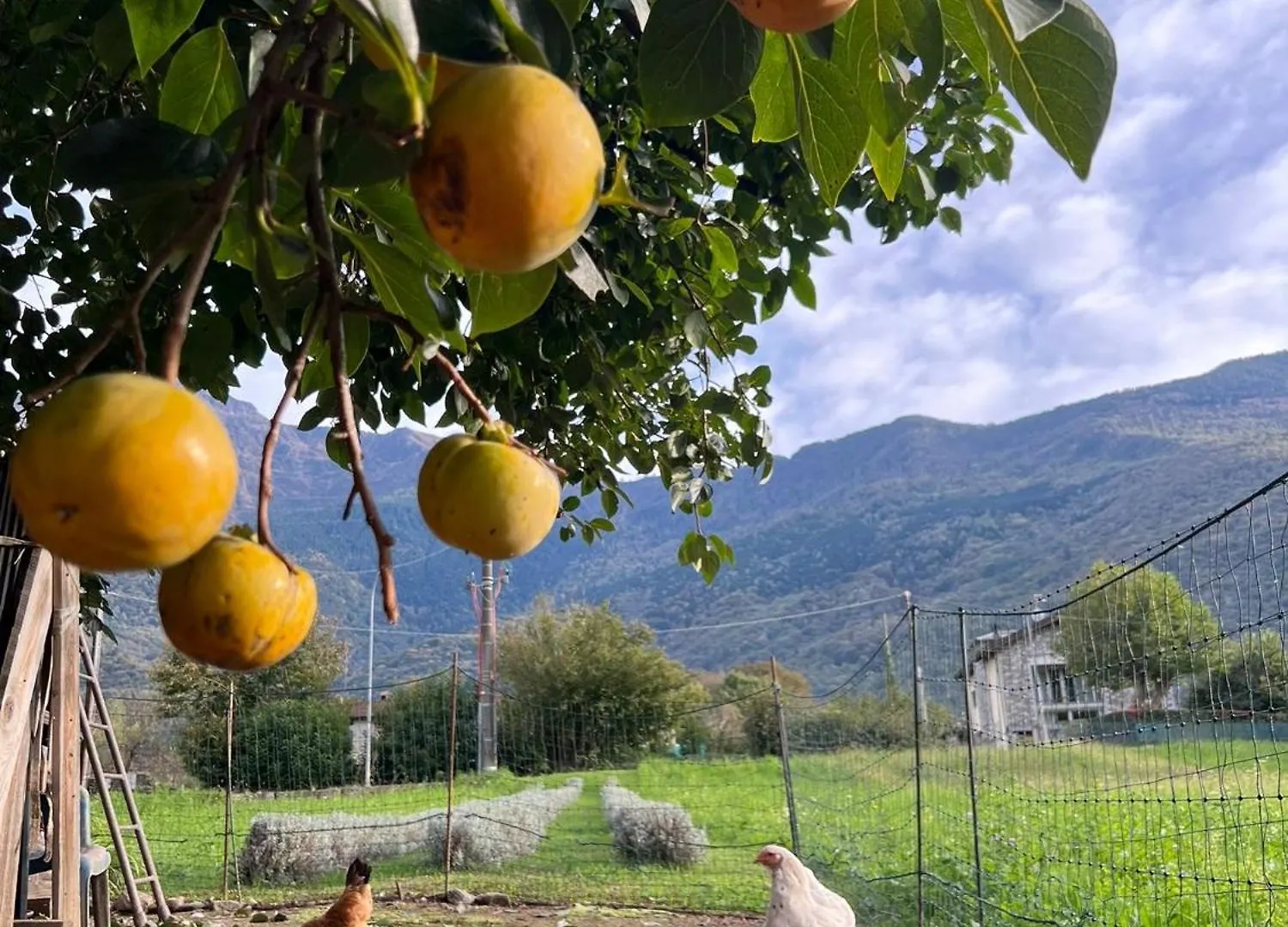 Il Giardino Dei Ciliegi Apartment Colico 0*,